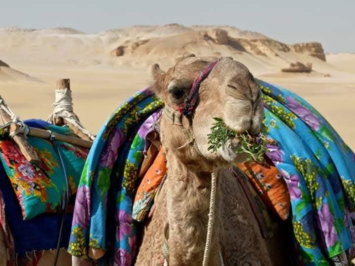 صورة مصغرة 3